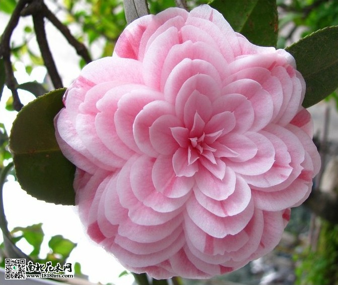 十八學(xué)士茶花1