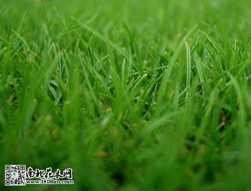 草坪種植知識(shí)
