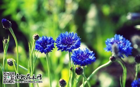 矢車(chē)菊