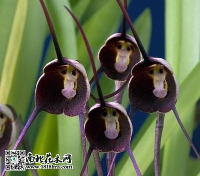 德古拉蘭花