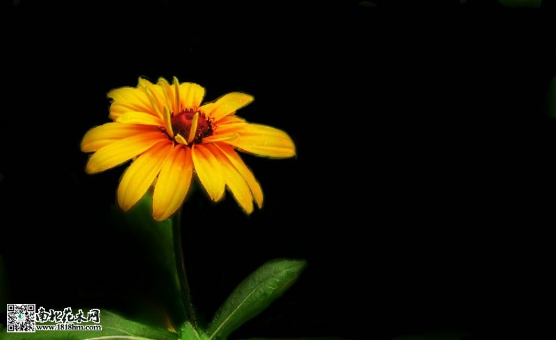 皇帝菊1