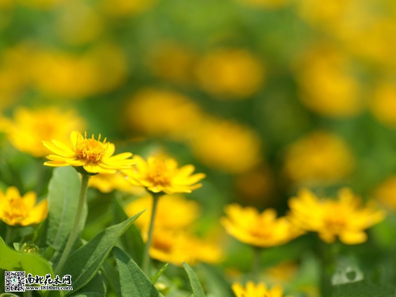 皇帝菊6