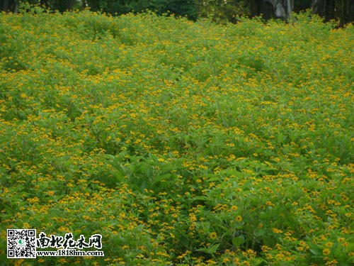 皇帝菊3