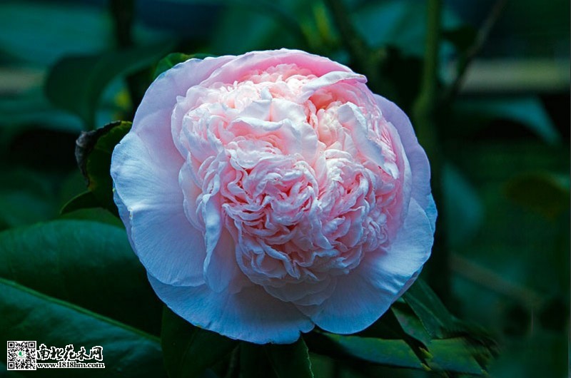 茶花