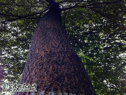楠木的價值