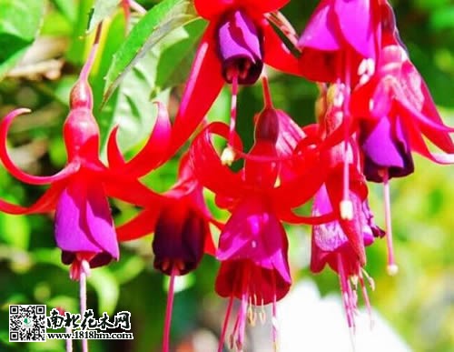 倒掛金鐘圖片5