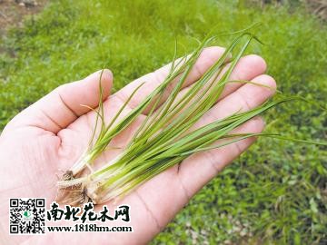 中華水韭