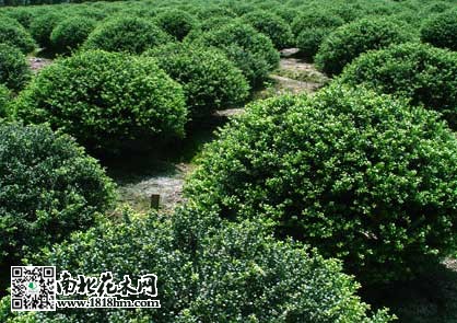 龜甲冬青