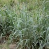 供應優(yōu)質(zhì)花葉蘆竹|花葉蘆竹