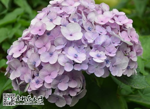 八仙花