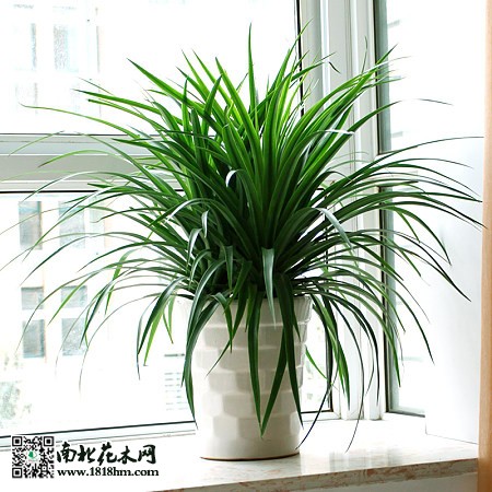 龍鐵