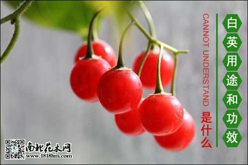 白英