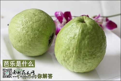 芭樂