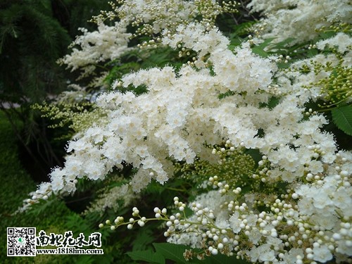 珍珠花圖片2