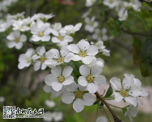 珍珠花圖片3