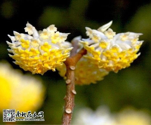 結(jié)香花