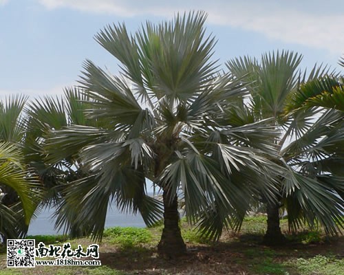 霸王棕