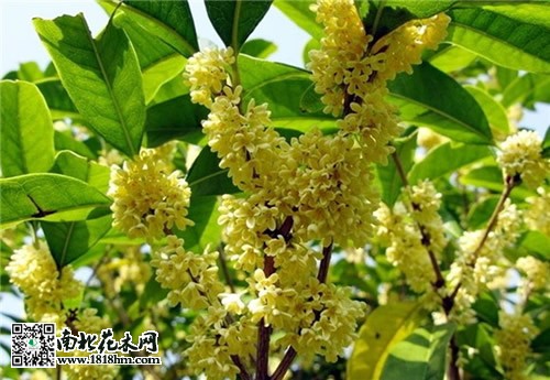 桂花開花