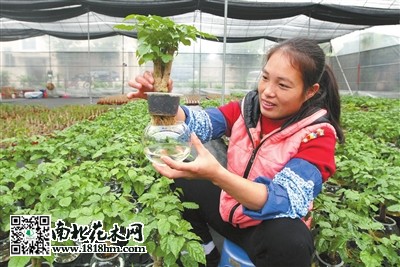 綠寶盆栽