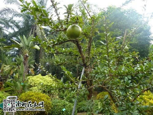 炸彈樹(shù)