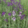 玉蟬花緊急處理|玉蟬花供應(yīng)