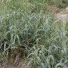 供應(yīng)水生花葉蘆竹|花葉蘆竹供應(yīng)