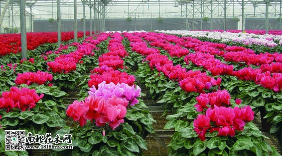 沭陽(yáng)花卉