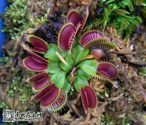 食蟲草