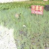 藍(lán)羊茅供應(yīng)|藍(lán)羊茅沭陽價(jià)格