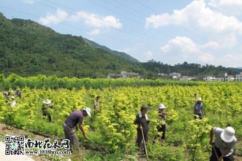 花木種植