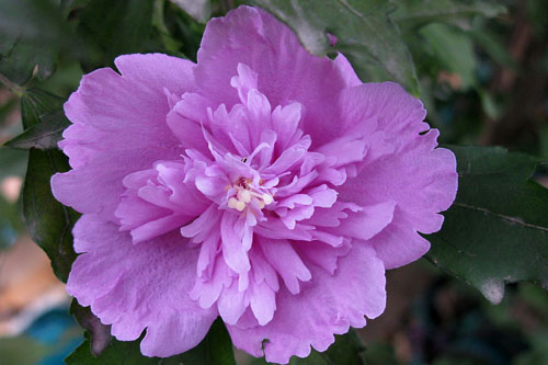 木槿花