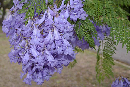 藍(lán)花楹