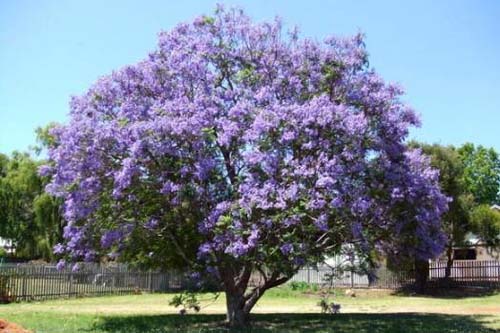 藍(lán)花楹