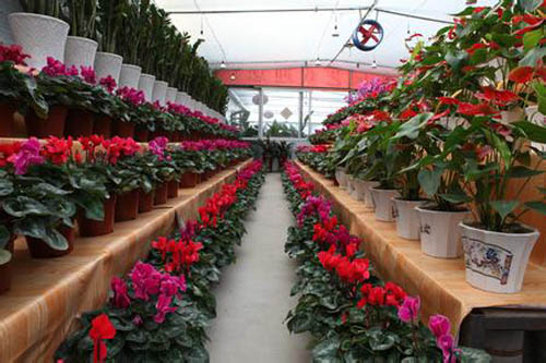 花木市場