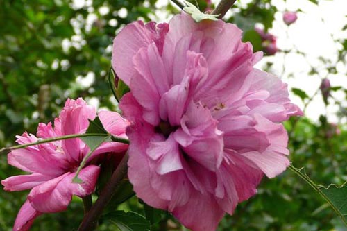 木槿花、