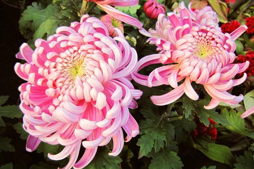 菊花圖片