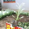 銀葉菊種植  銷(xiāo)售銀葉菊