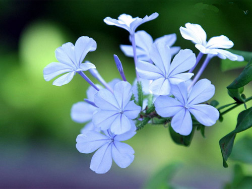 丁香花