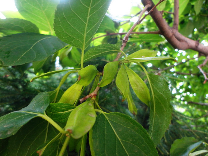 杜仲樹(shù)