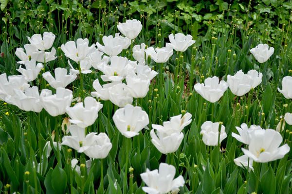 白色郁金香花語(yǔ)