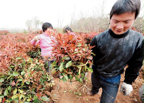 沭陽花卉苗木
