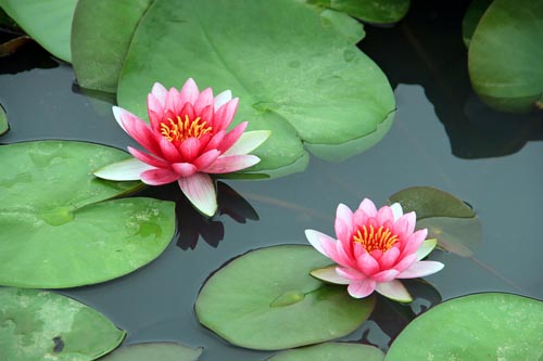 睡蓮的花語