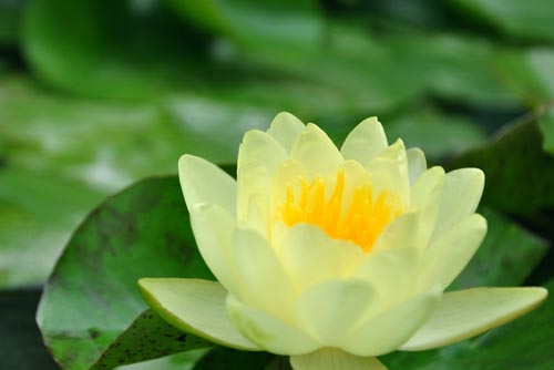 睡蓮的花語