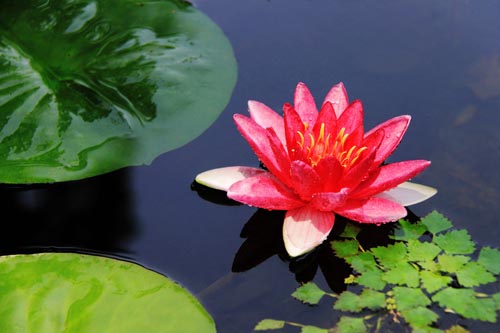 睡蓮的花語