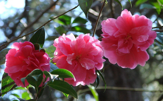 山茶花花語