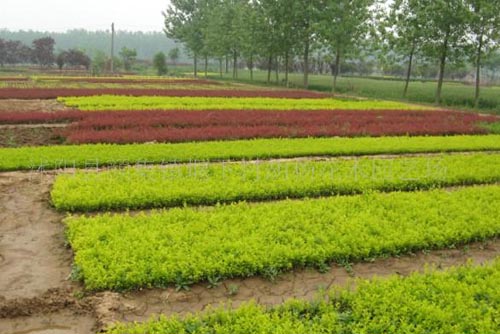 顏集鎮(zhèn)苗木