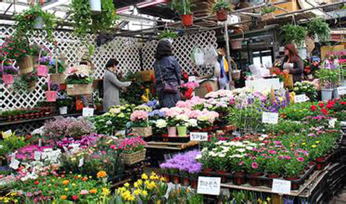 花木市場(chǎng)