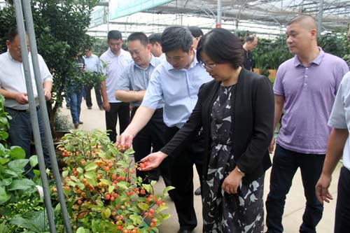 沭陽國際花木城盆景區(qū)