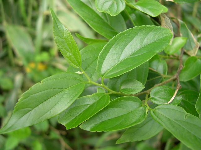 樸樹圖片