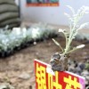 銀葉菊價(jià)格  銀葉菊批發(fā)  銀葉菊廠家